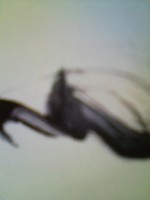 /album/%e3%83%95%e3%82%a9%e3%83%88%e3%82%ae%e3%83%a3%e3%83%a9%e3%83%aa%e3%83%bc/tatsumakinogotoku-jpg/